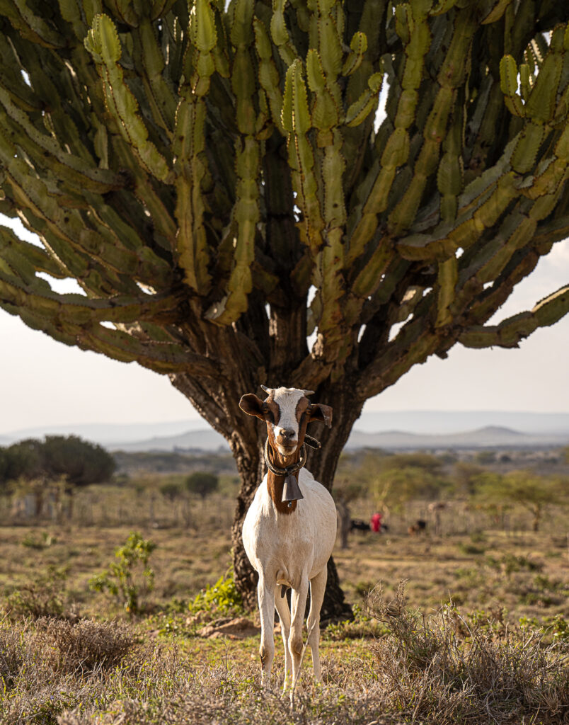 Photographie de chevre à maji moto au Kenya